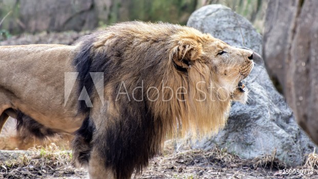 Picture of Lion Roaring